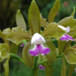 Cattleya leopoldii